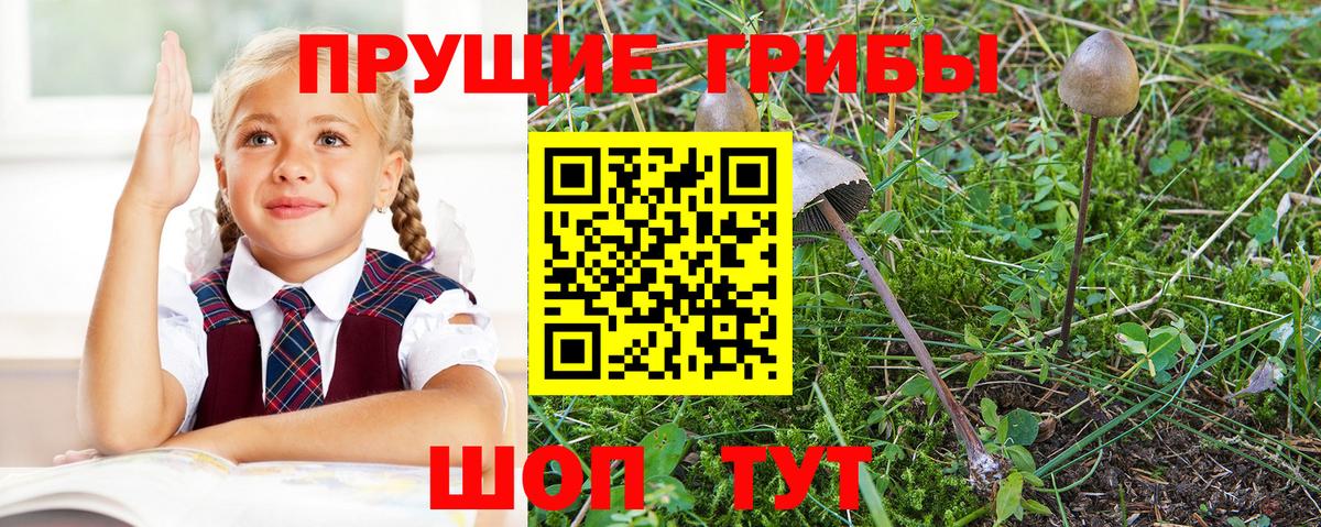 Псилоцибиновые грибы Magic Shrooms  Вход с VPN  Псилоцибиновые грибы MAGIC MUSHROOMS  Чита 